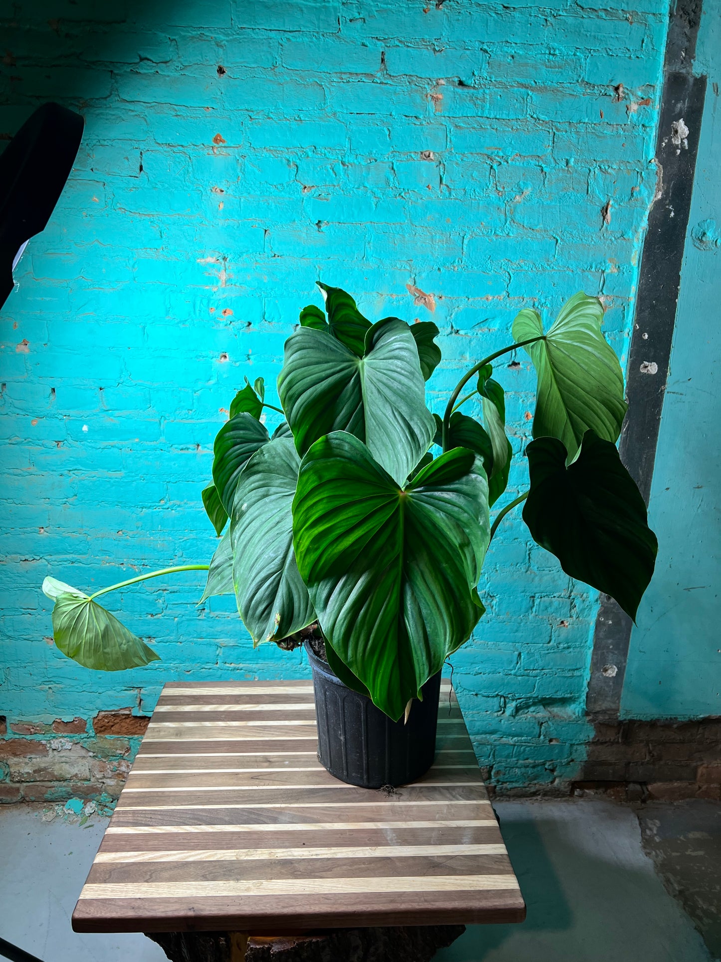 Philodendron Pastazanum 10”