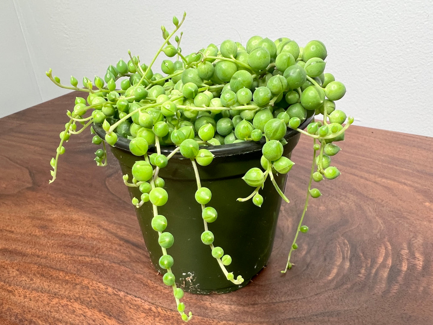 String of Pearls (4inch pot)