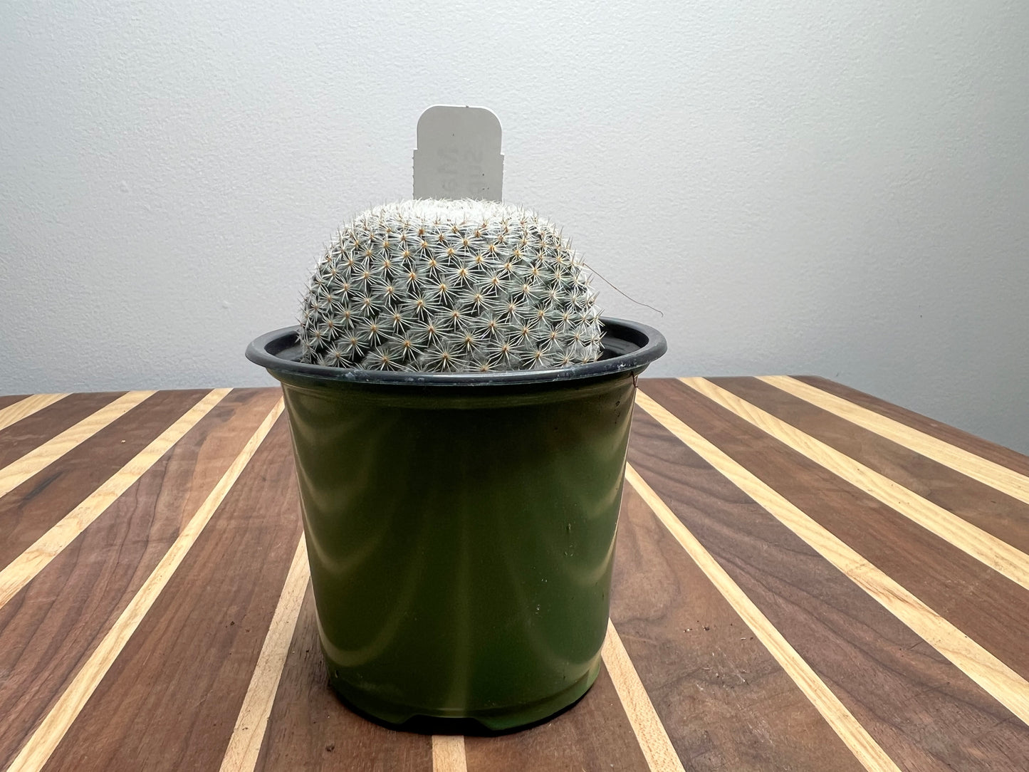 Mammilaria Supertexta 4”