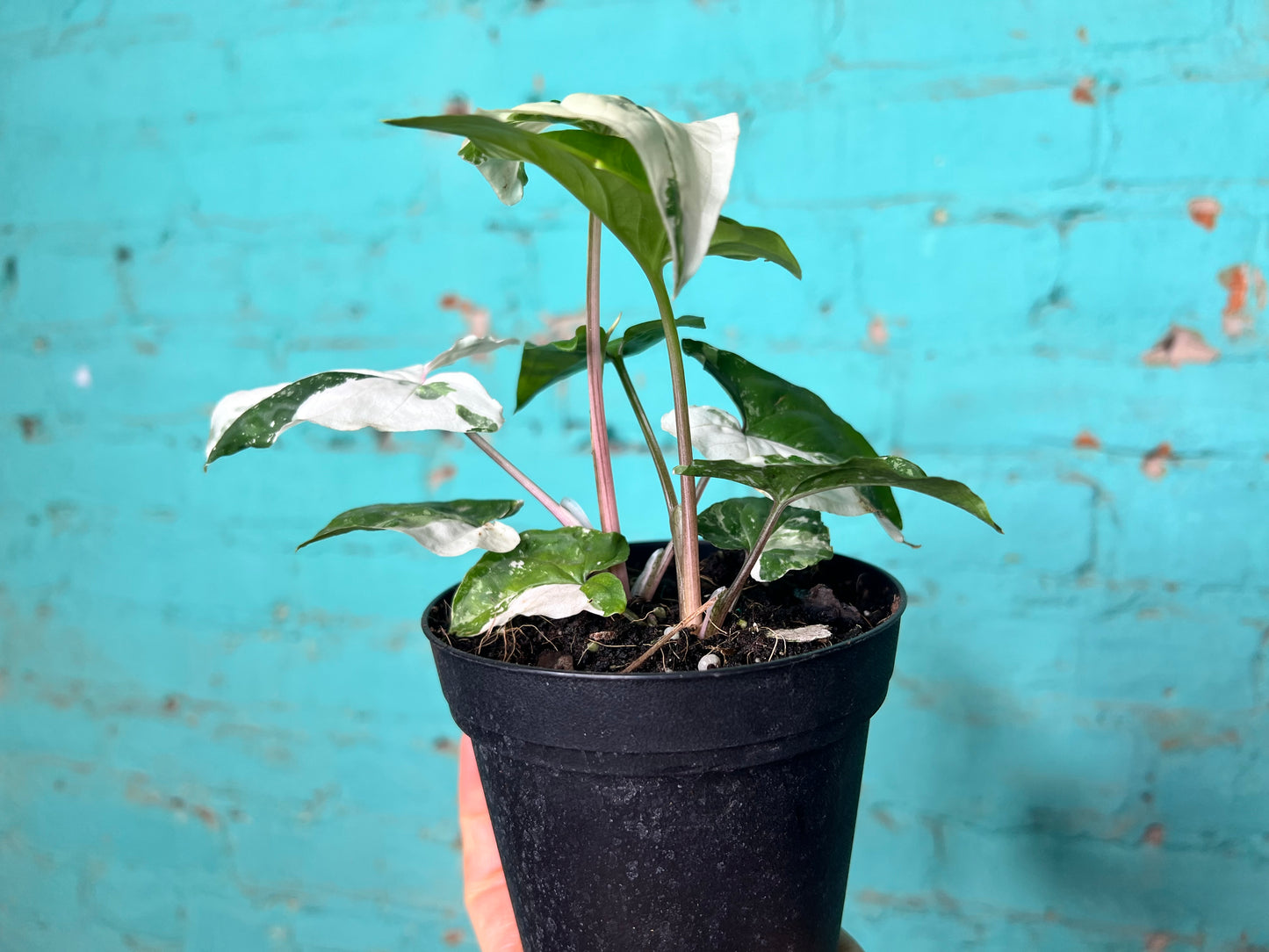 Syngonium Albo