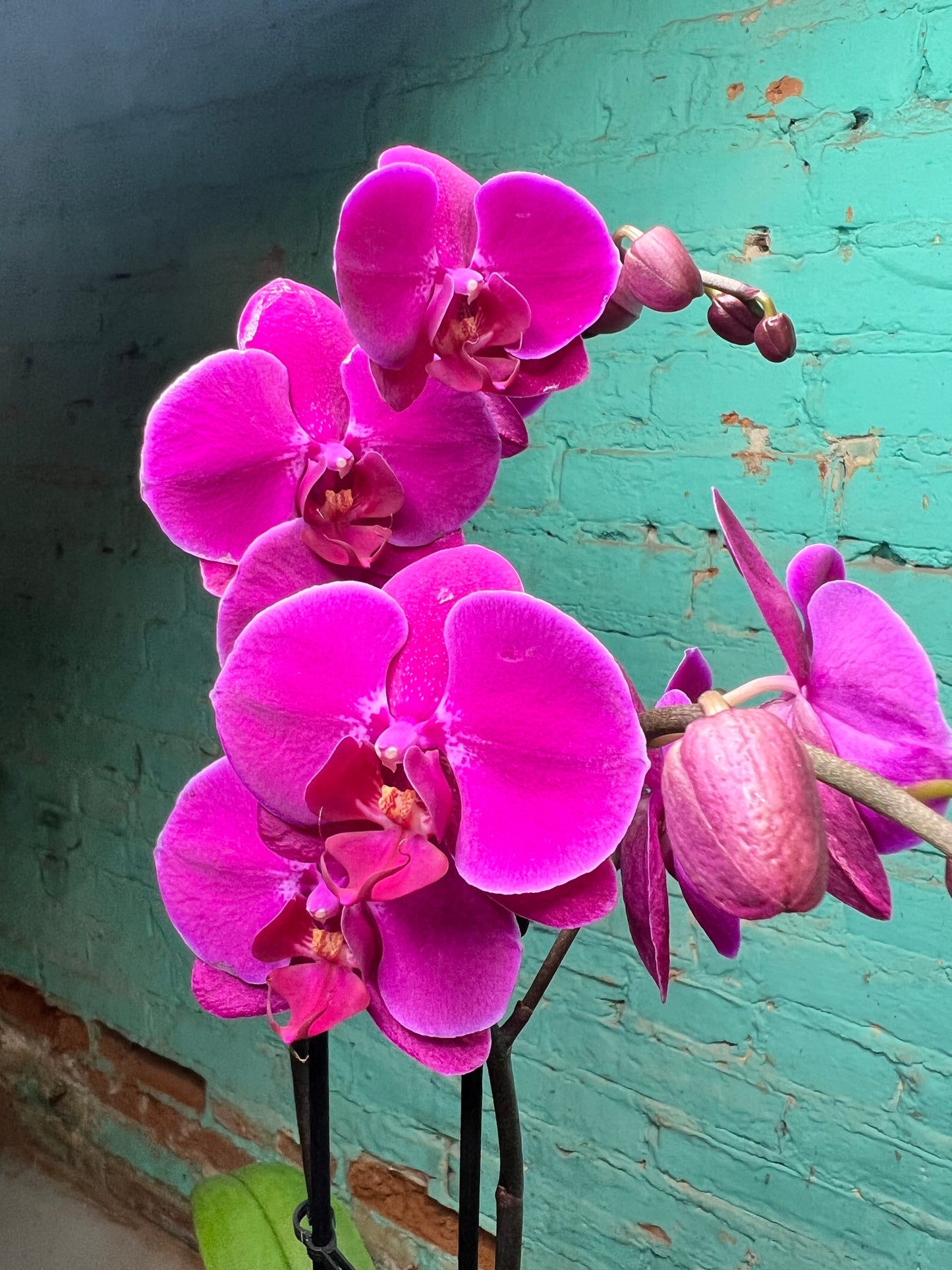 Orchid -Plalaenopsis (Moth Orchid) Double Stem