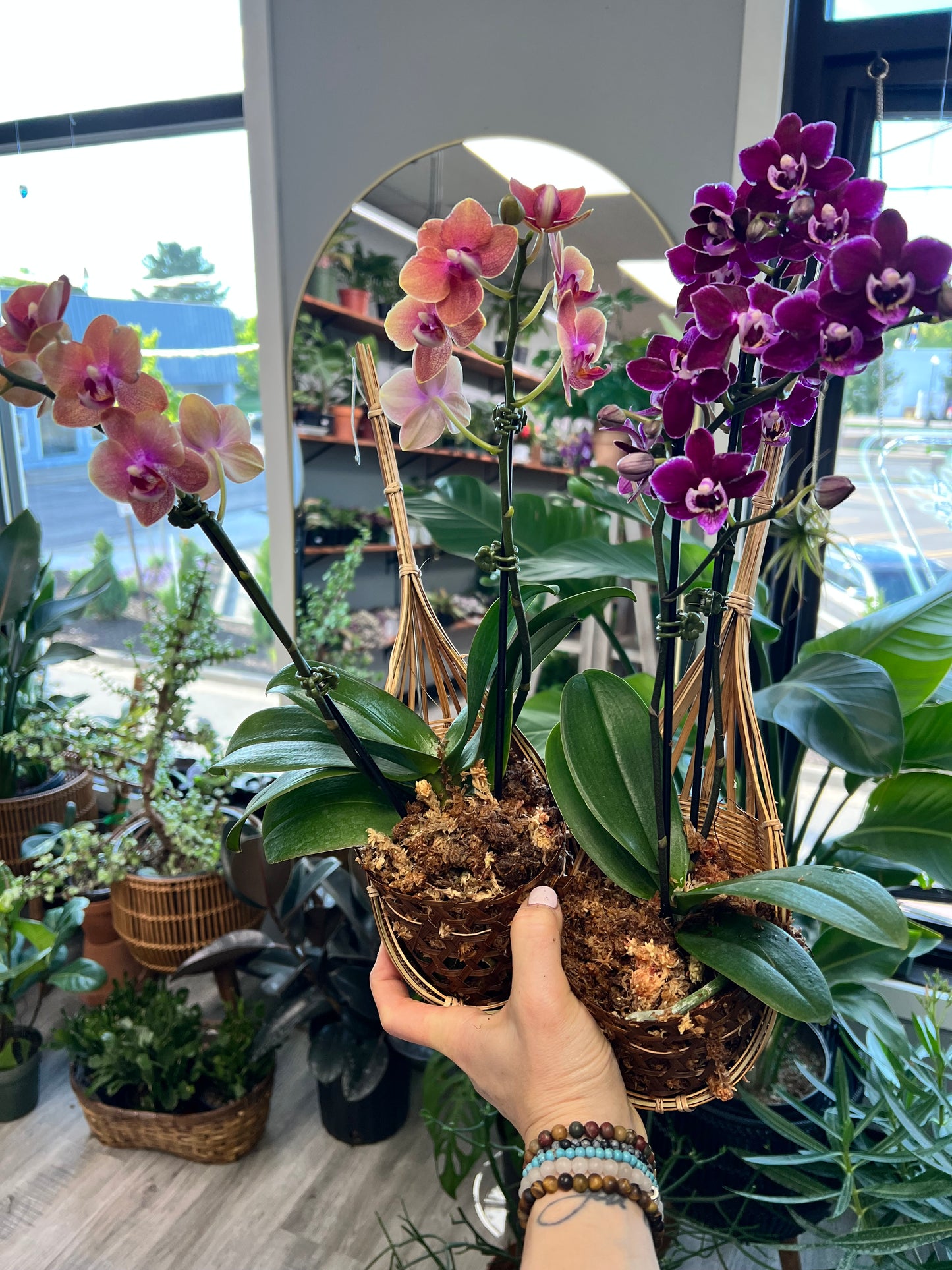 Moth Orchids with hanger