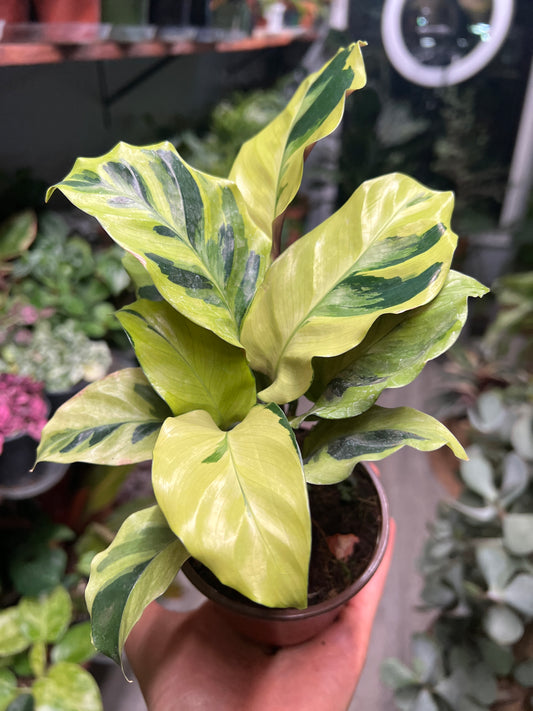 Calethea Yellow Allusion 4”