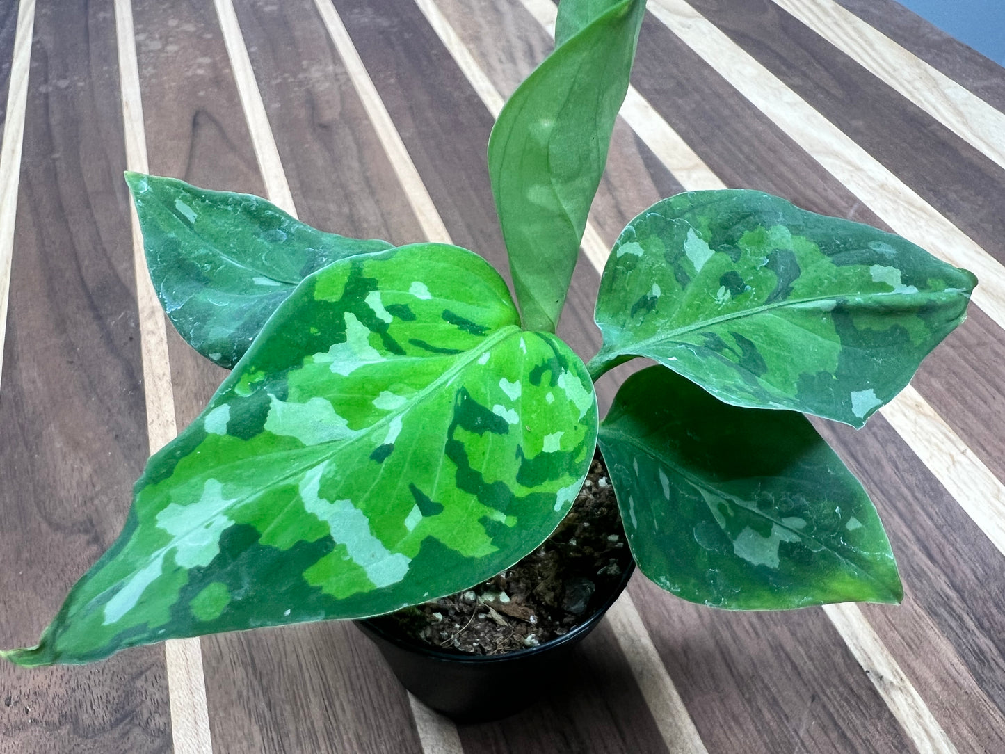 Aglaonema Pictum Tricolor (camo) 2”