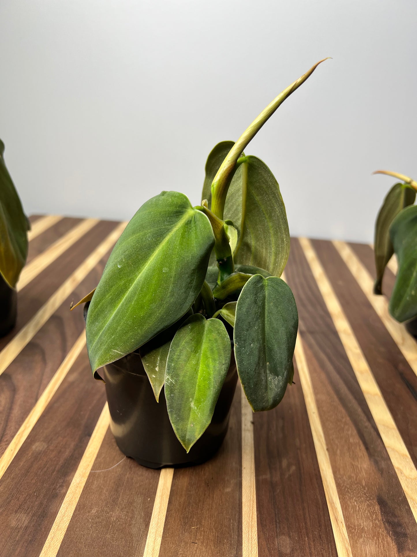 Philodendron Gigas
