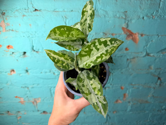 Aglaonema Pictum Whites 4”