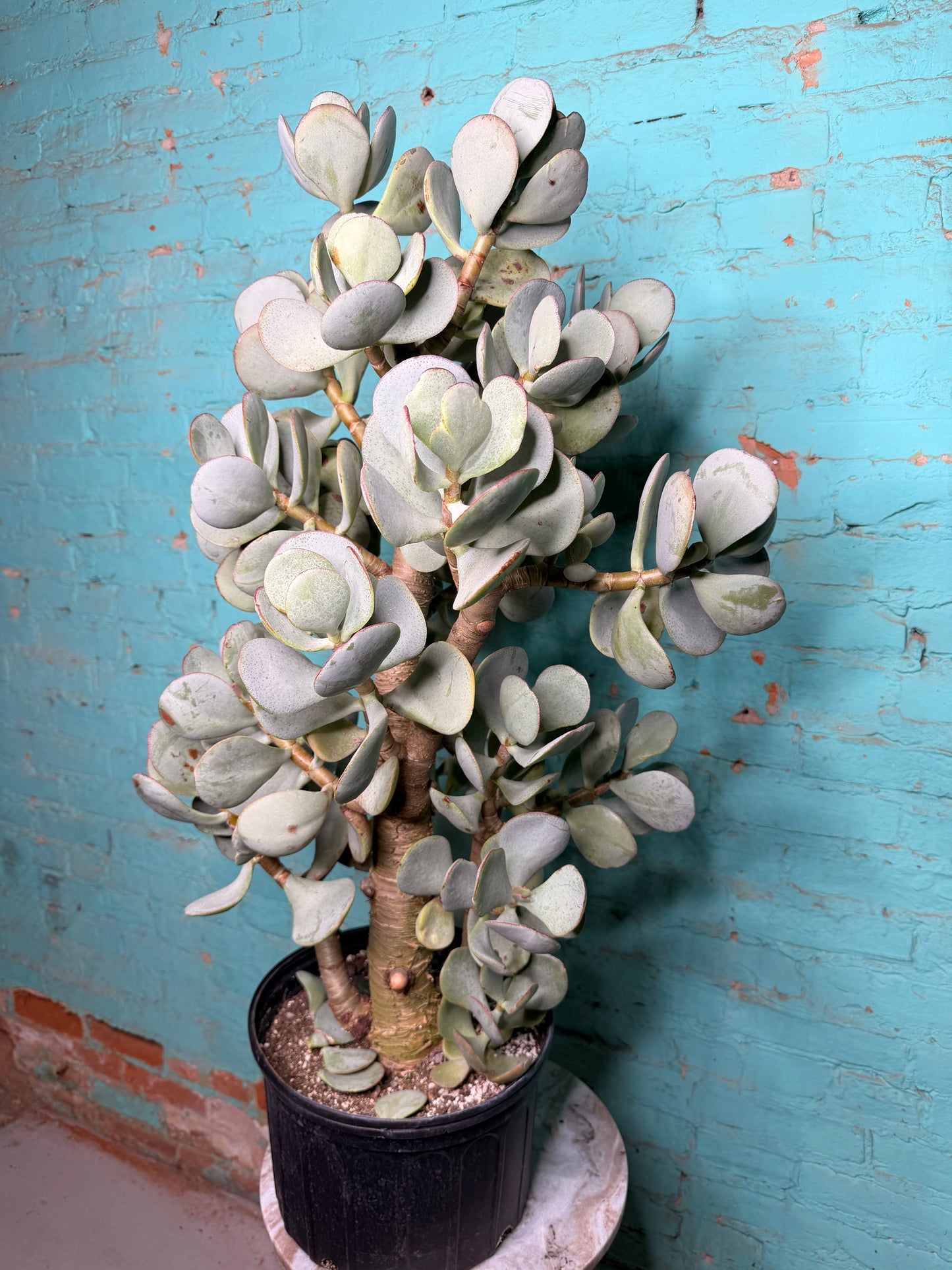 Jade Silver Dollar 10”