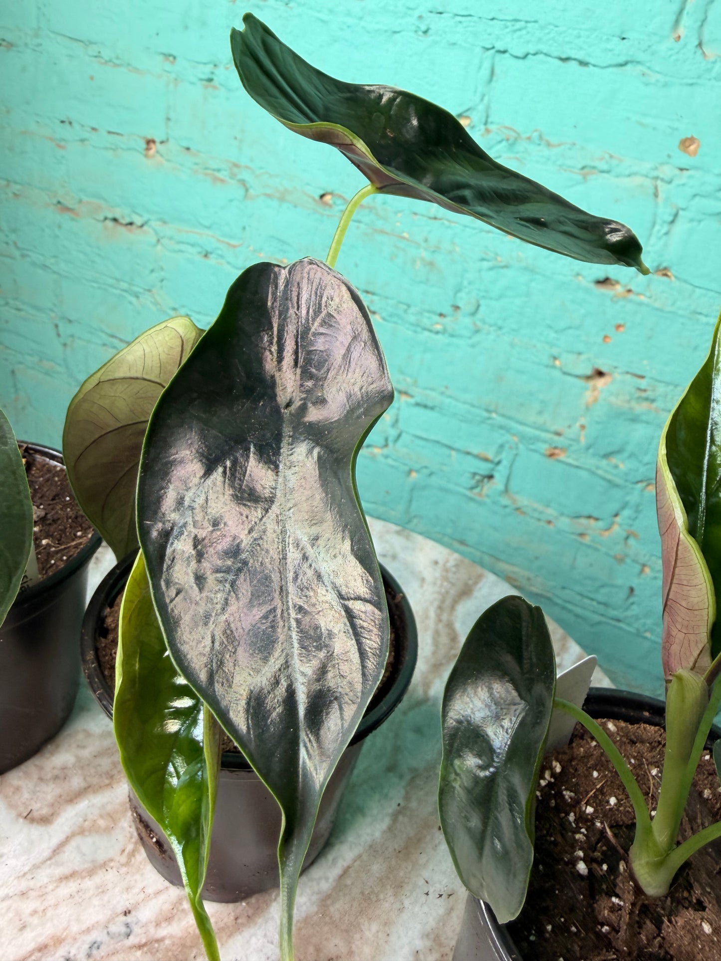 Alocasia Green Unicorn  4”