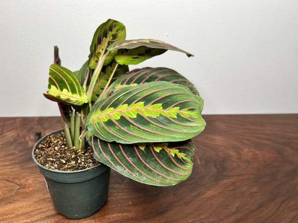 Maranta Red 4”