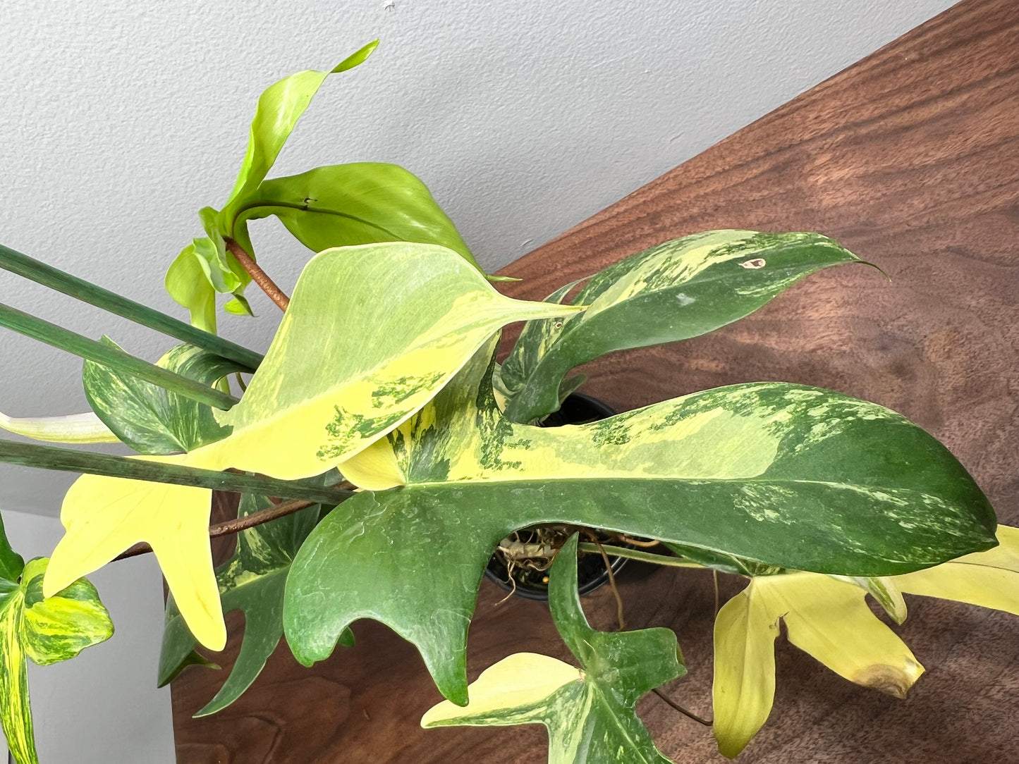 Philodendron Variegated Florida Beauty 6”