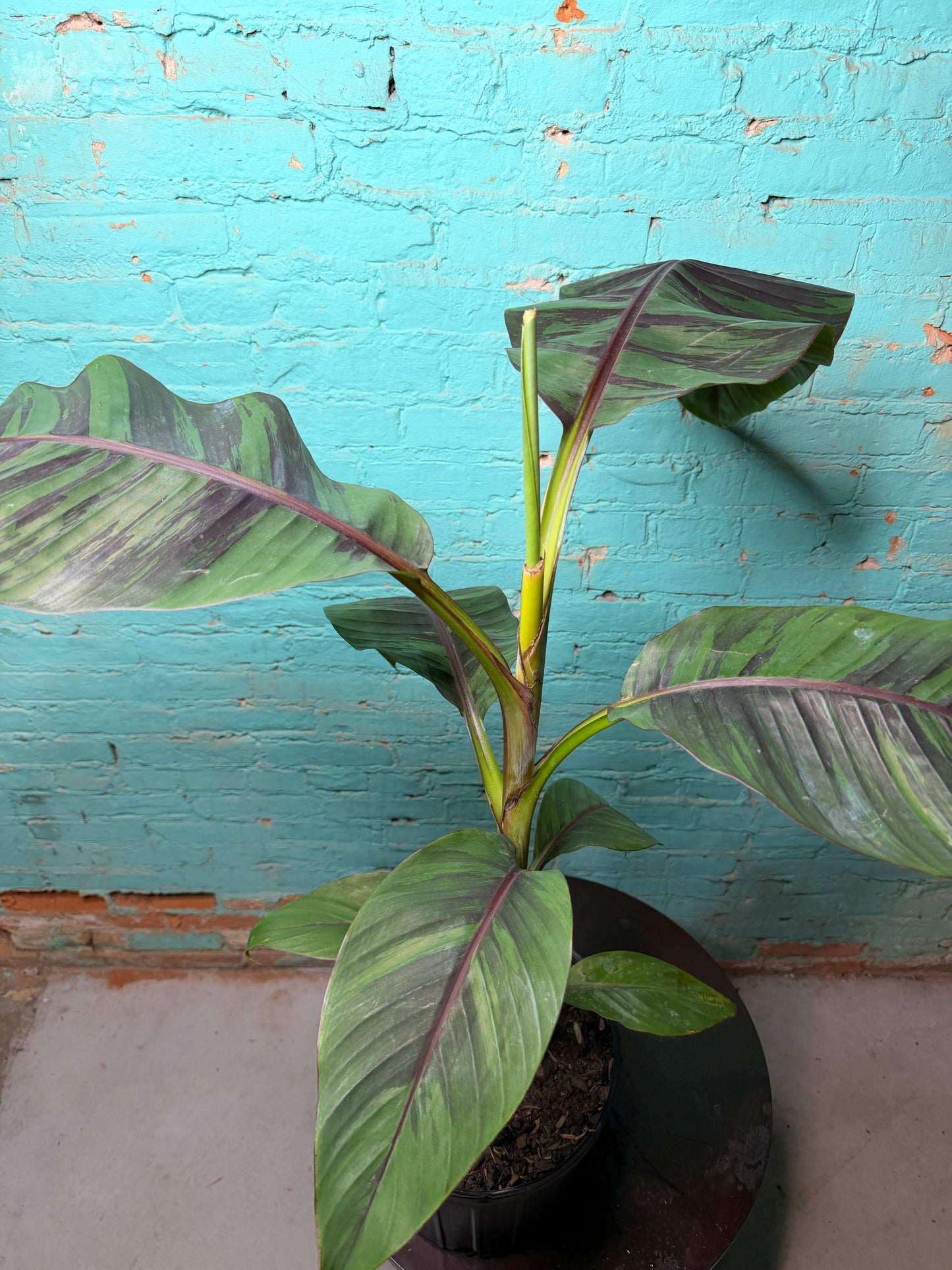Banana Plant Ever Red 10”