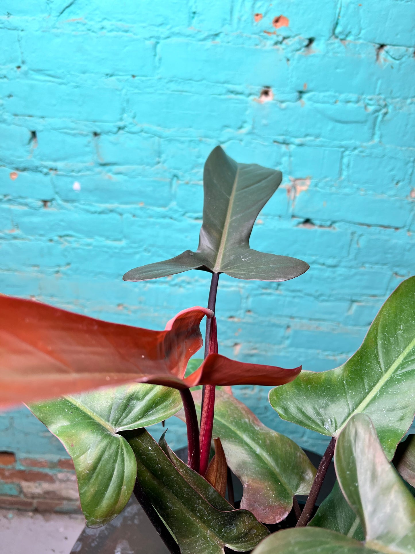 Philodendron Florida Bronze 10”