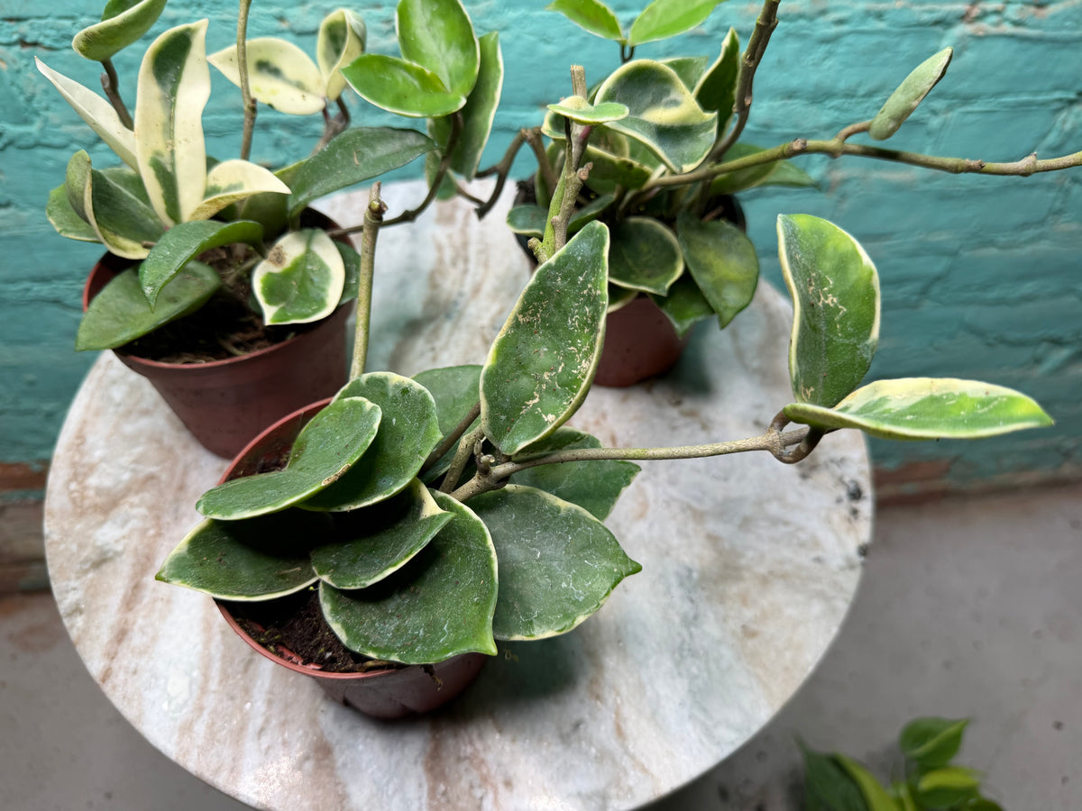 Hoya Carnosa Albo 4”