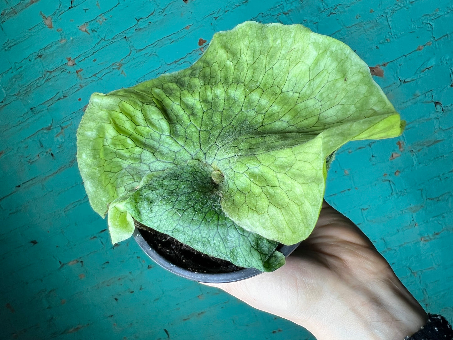 Staghorn Superbum “Giant”