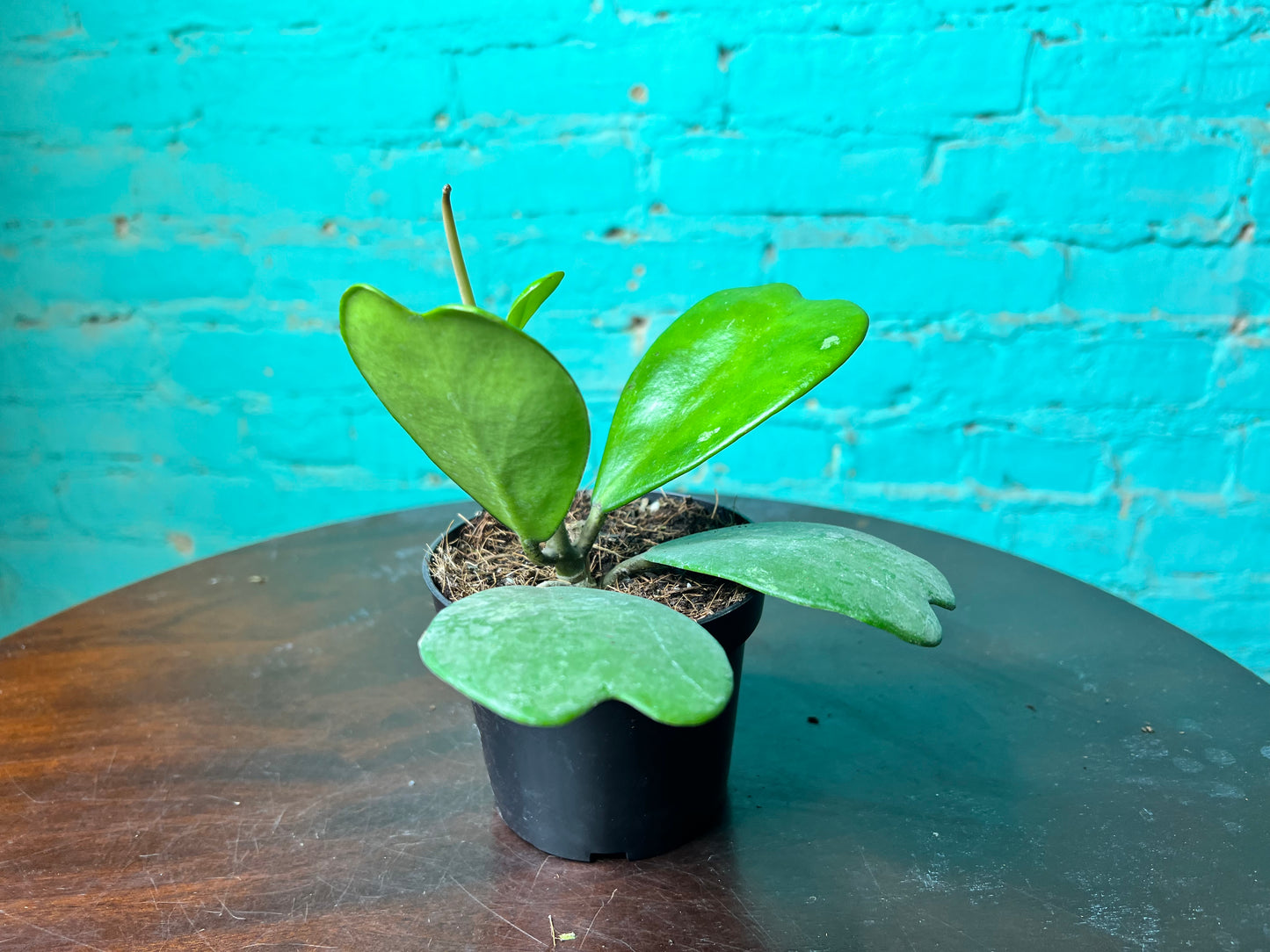 Hoya Kerri “Heart Rope”