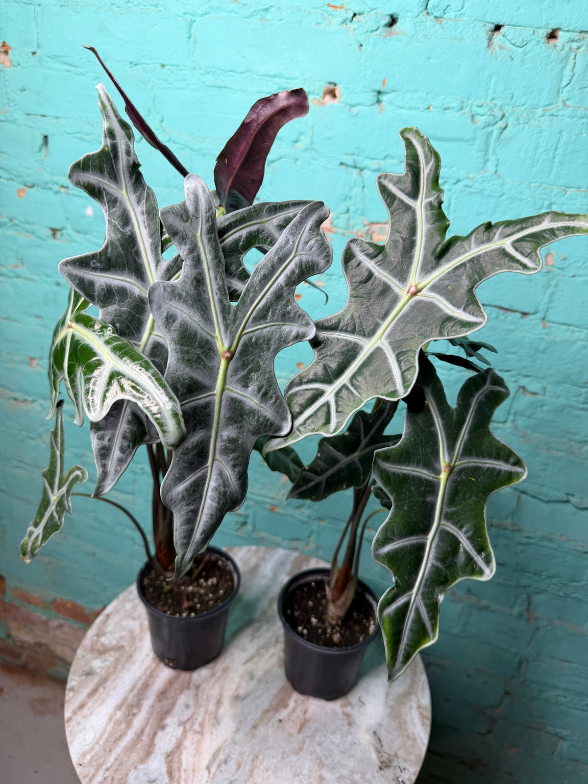 Alocasia Nobilis 4”
