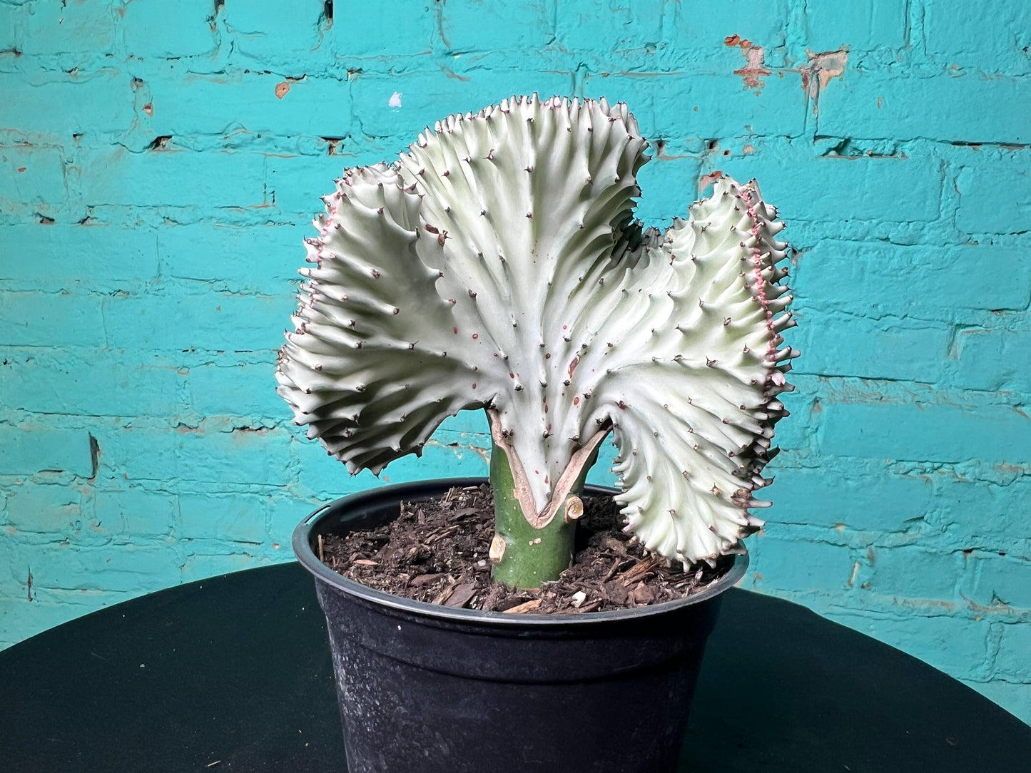 Euphorbia Lactea- Mermaid Tail cactus 6”