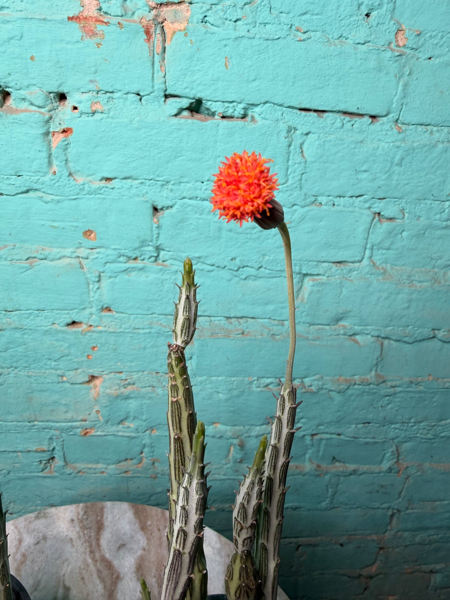 Senecio Stapeliiform 4”