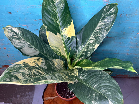 Dieffenbachia 'Big Ben' Variegated