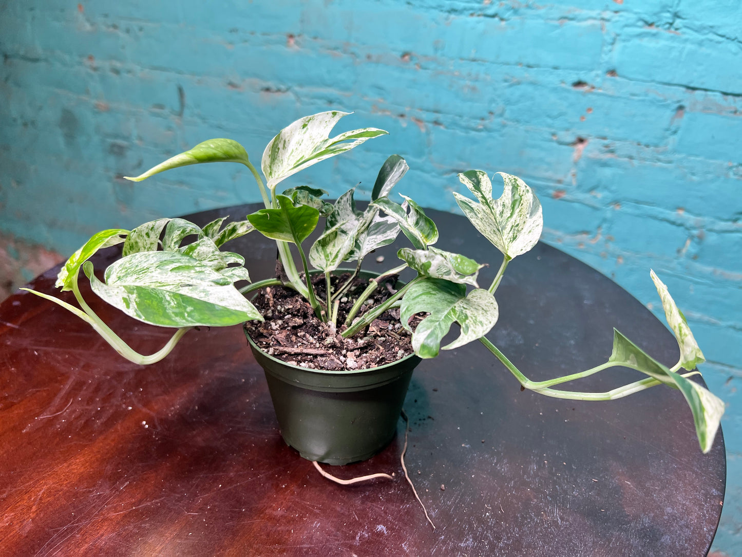 Epipremnum Pinnatum Marble Flame 4”