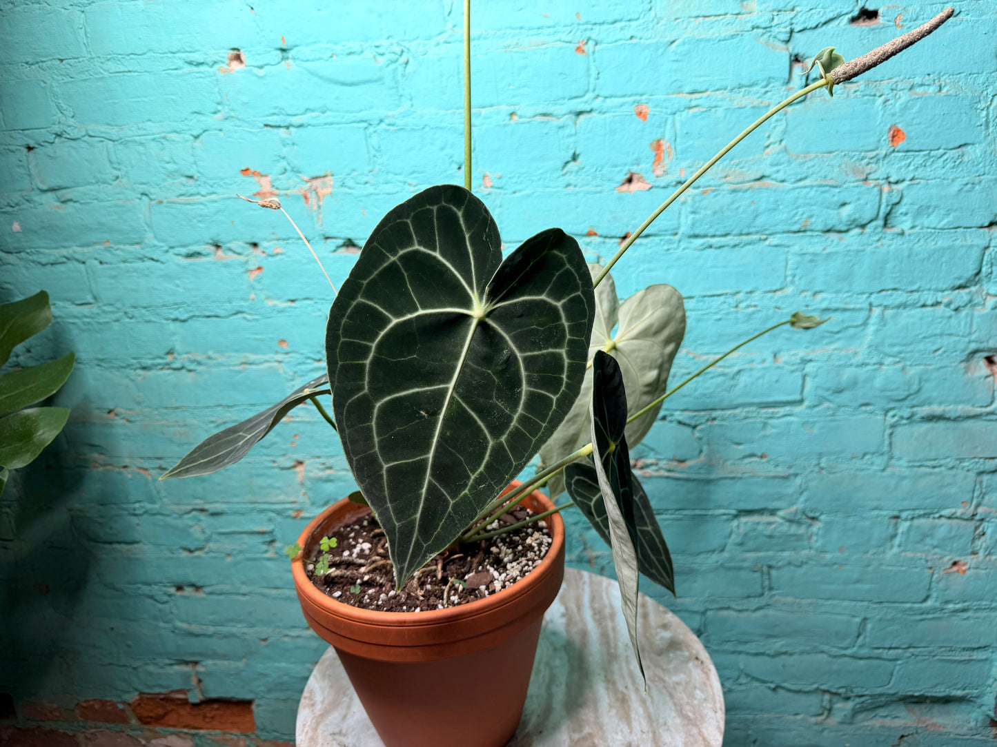 Anthurium Clarinervium 8” (Clay)