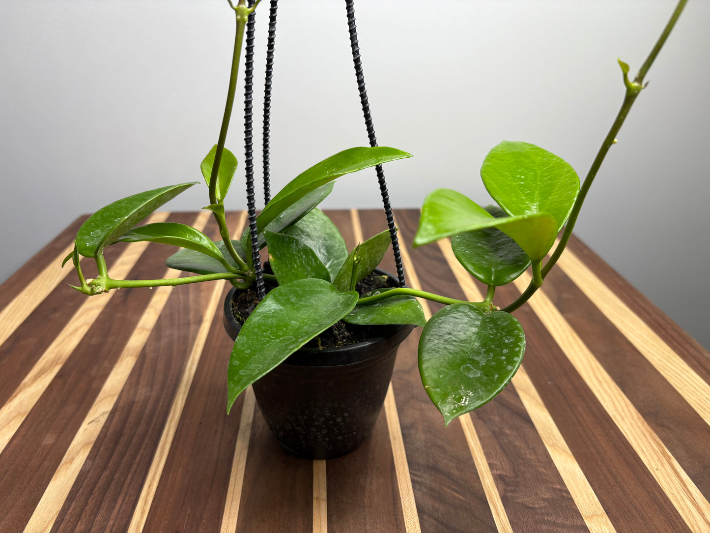 Hoya Benitotanii basket