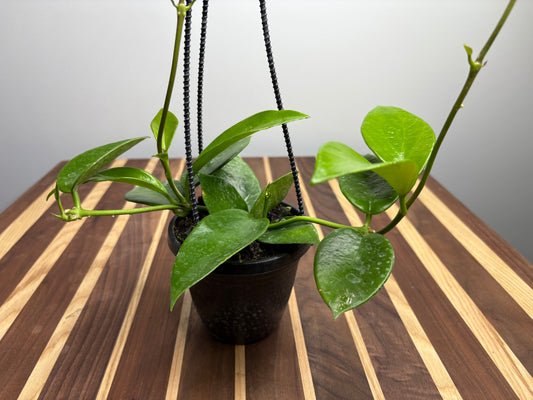 Hoya Benitotanii basket