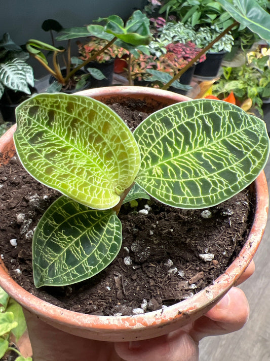 Jewel Orchid- Macodes Petola