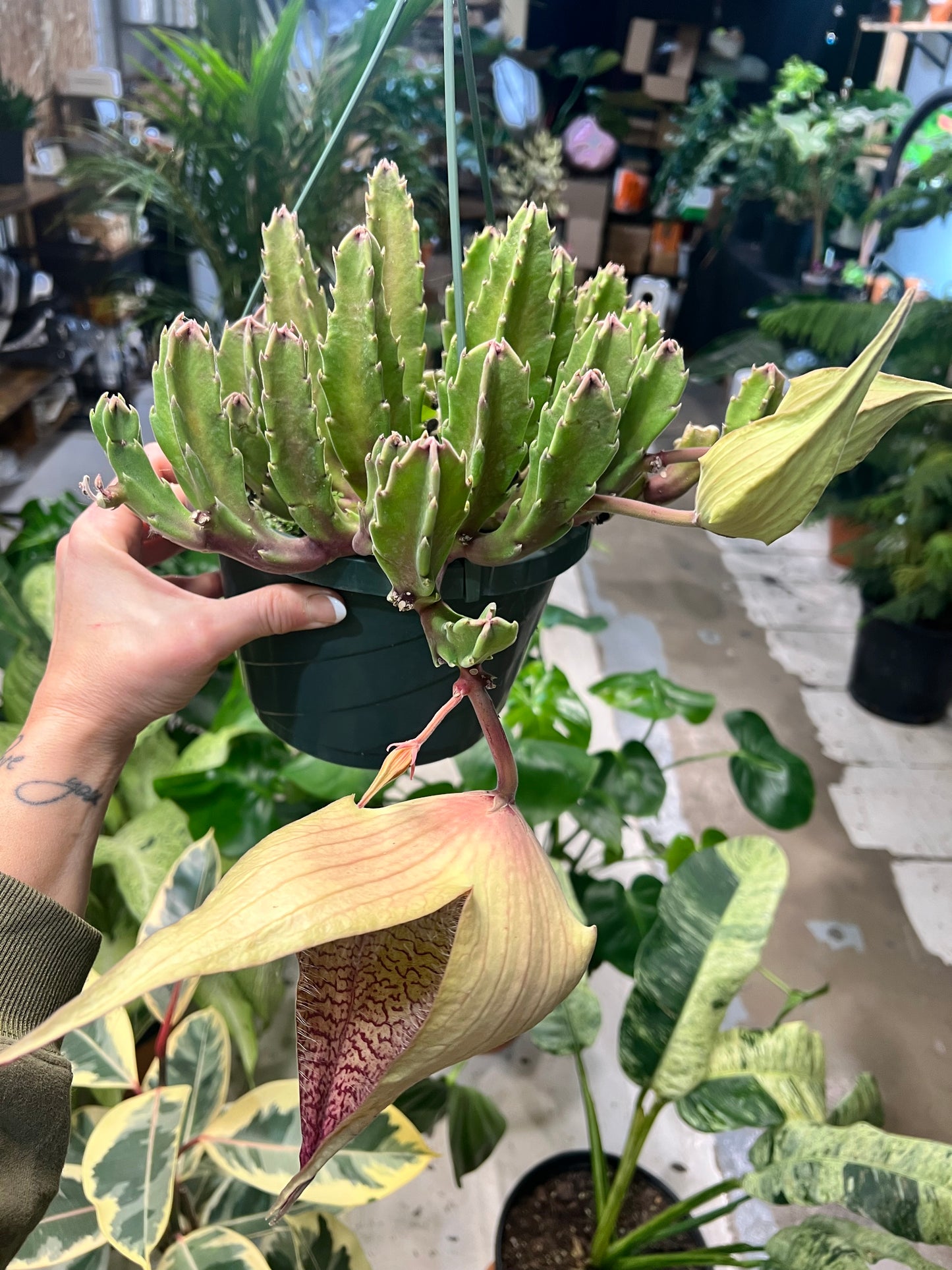 Stapelia Gigantea -Zulu Cactus 8” basket