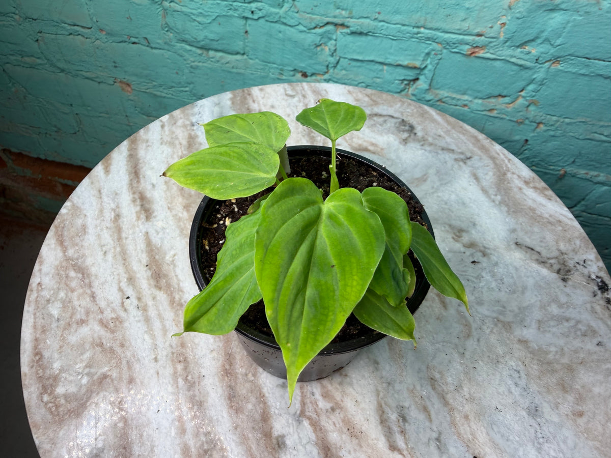 Philodendron Verrucosum  4”