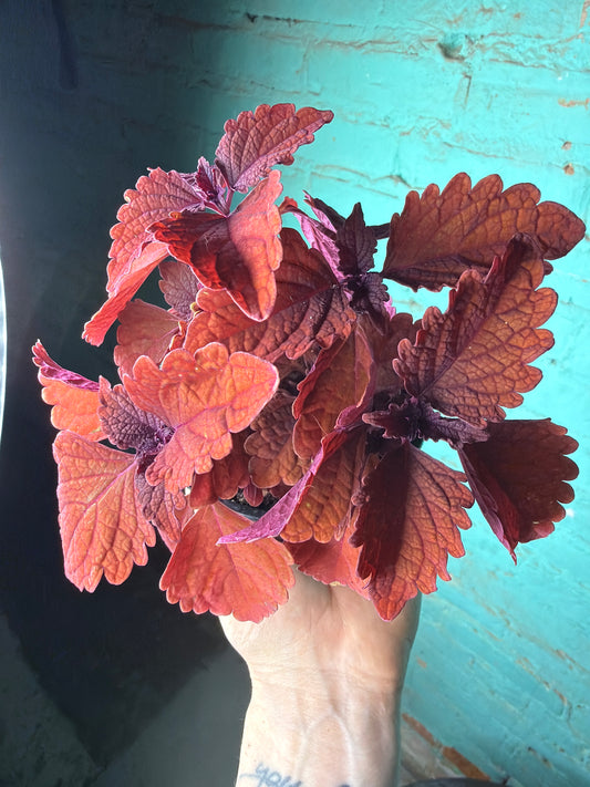 Coleus “Inferno” 4”