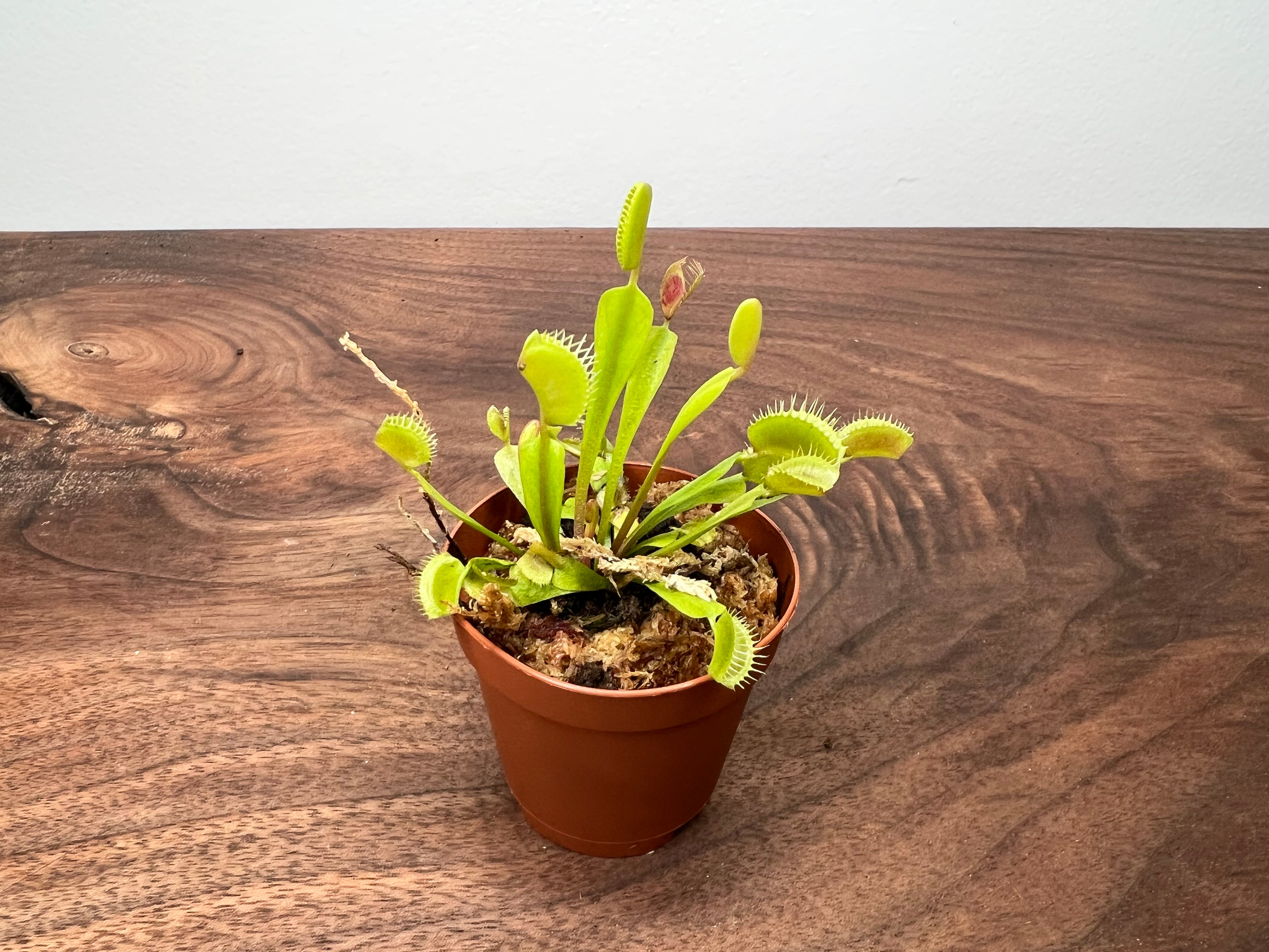 Carnivorous- Venus Fly Traps – The Rooted Plant Shop