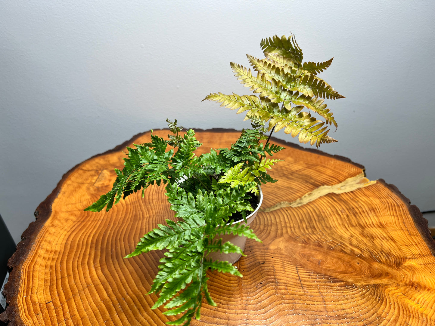 Autumn fern