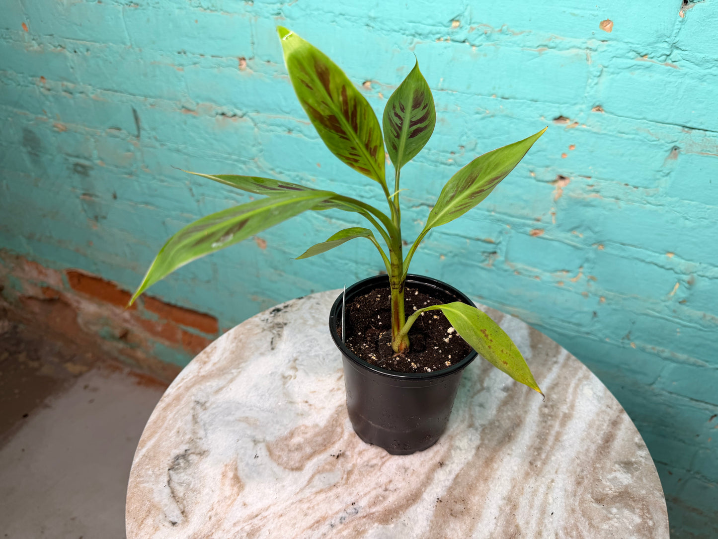 Musa Zebrina 4”