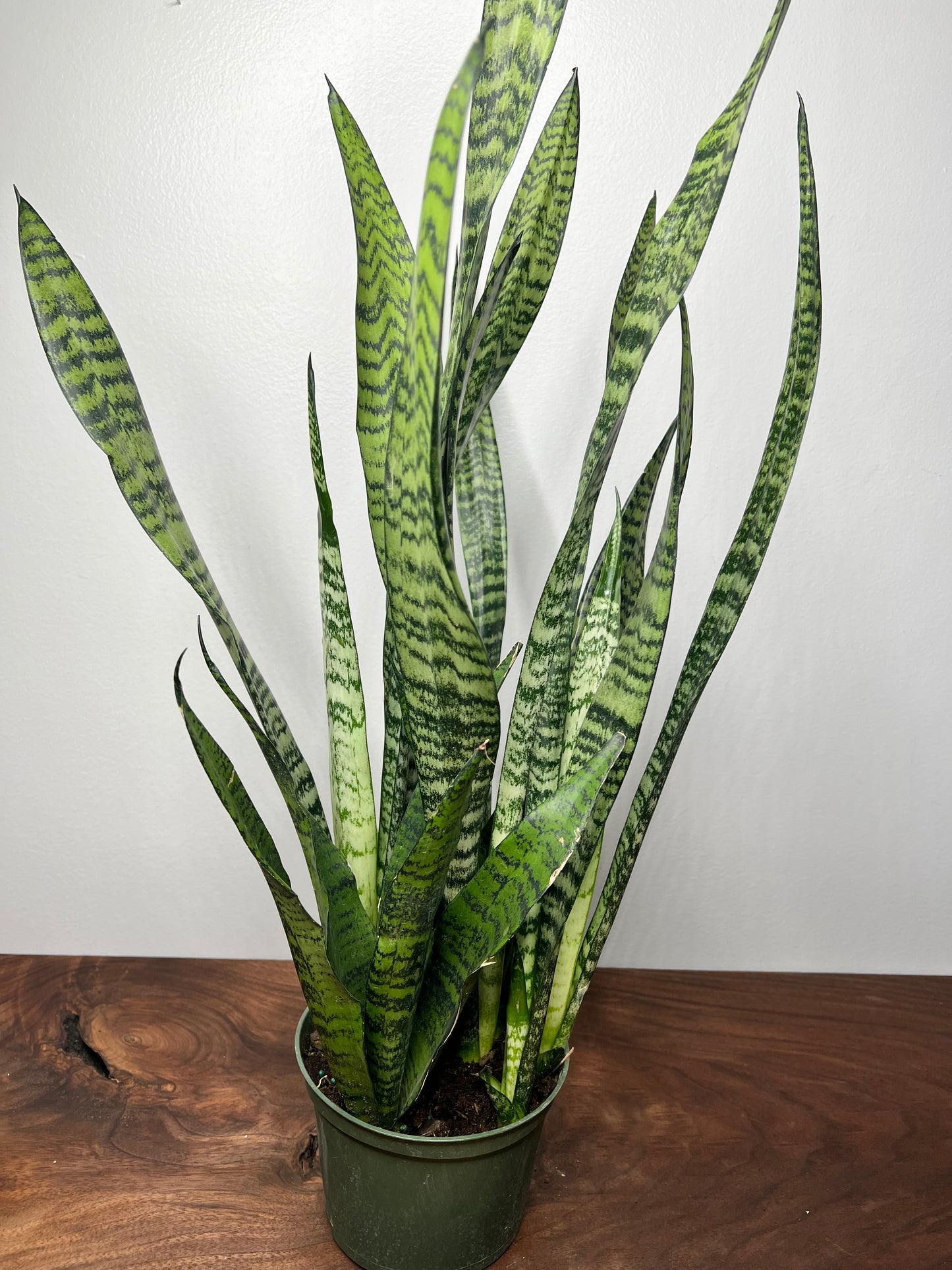 Snake Plant 6”