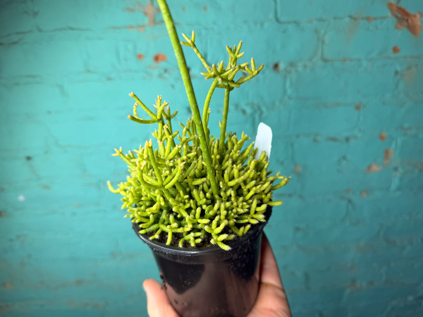 Rhipsalis Cereuscula (Mistletoe Cactus) 4”
