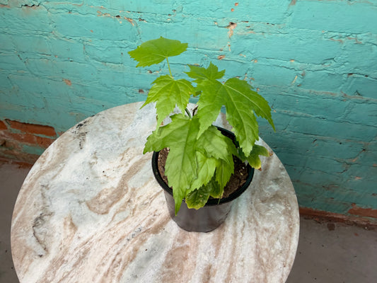 Abutilon ‘Red Tiger’ 4” ‘Flowering Maple’