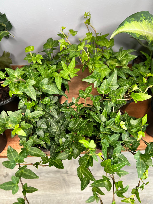 Ivy 4”