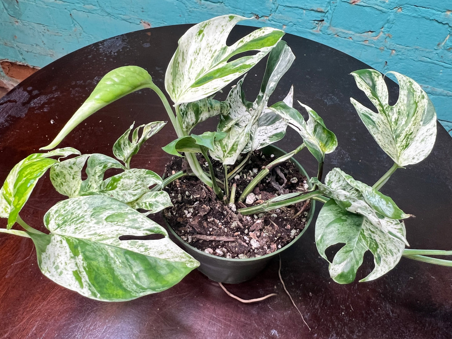 Epipremnum Pinnatum Marble Flame 4”