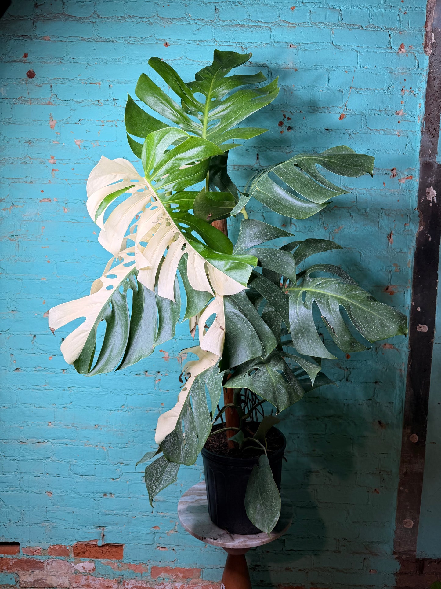 Monstera Deliciosa Albo 10” 4ft 8”