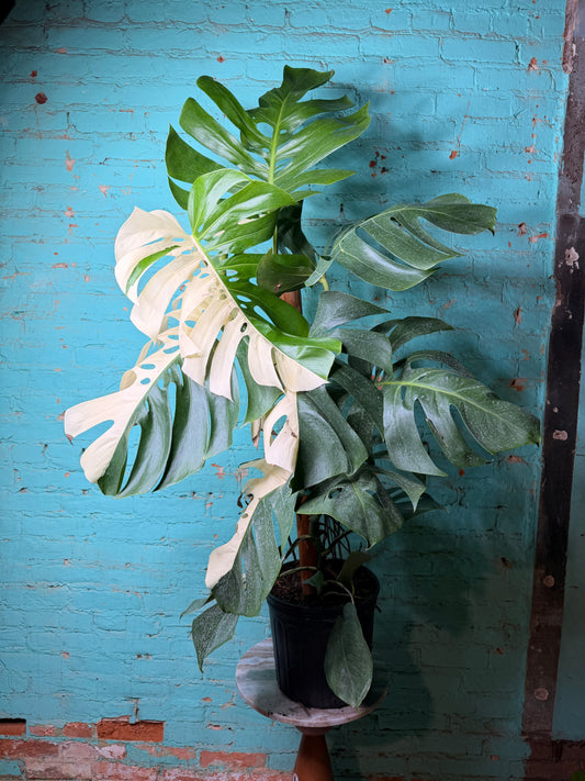 Monstera Deliciosa Albo 10” 4ft 8”