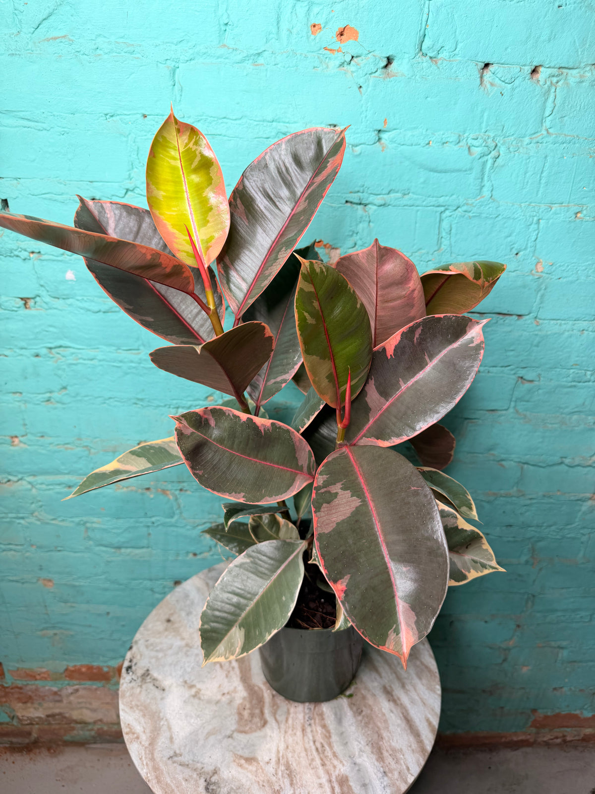 Rubber Plant-Ruby variegated pink 6”