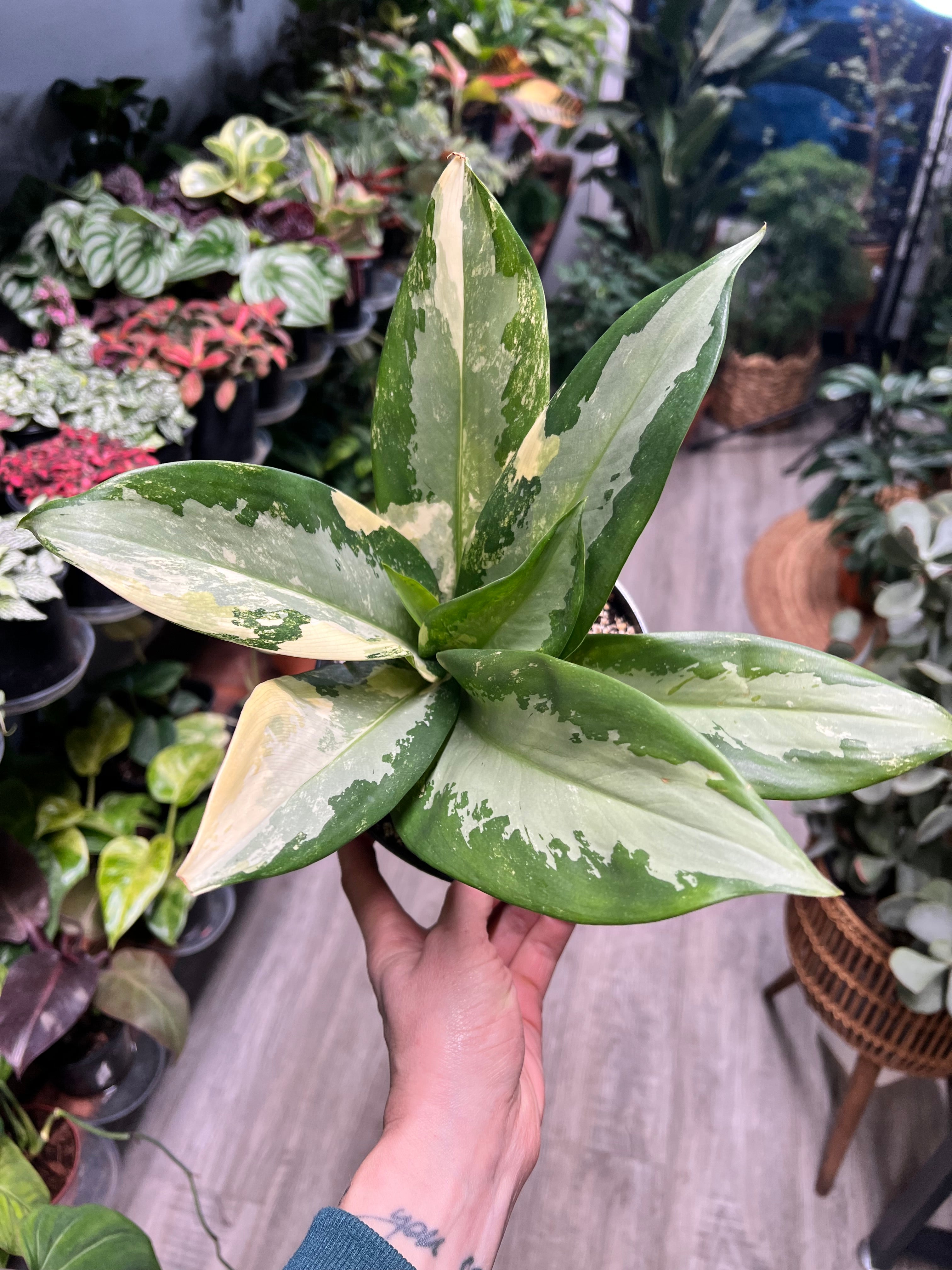Aglaonema Airport Variegated 6” – The Rooted Plant Shop