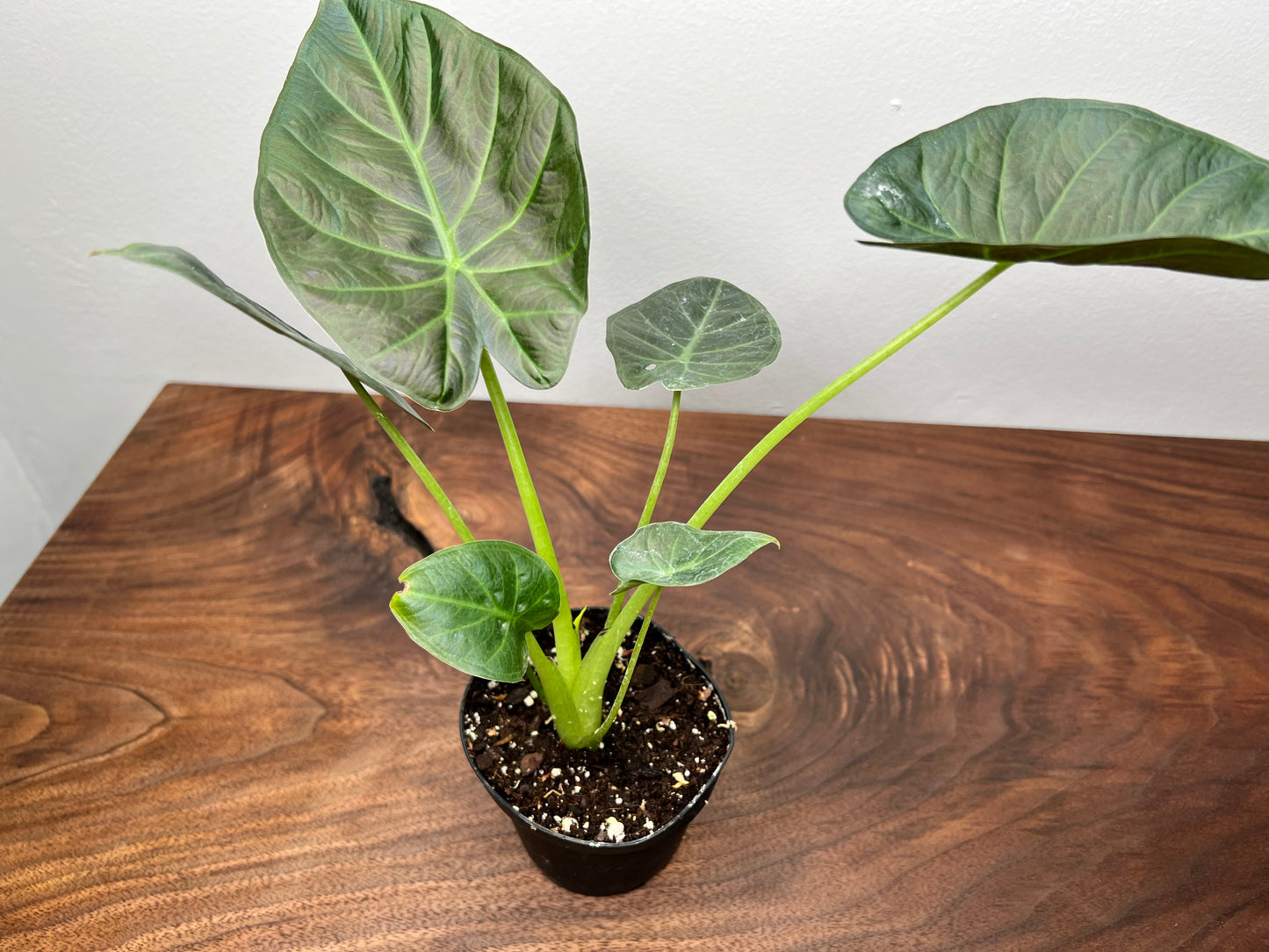 Alocasia Regal Shield