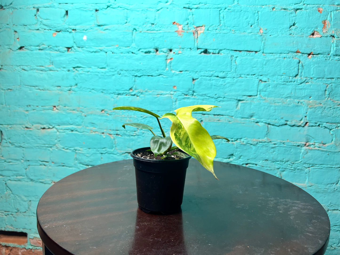 Philodendron Florida Beauty Variegated 4”