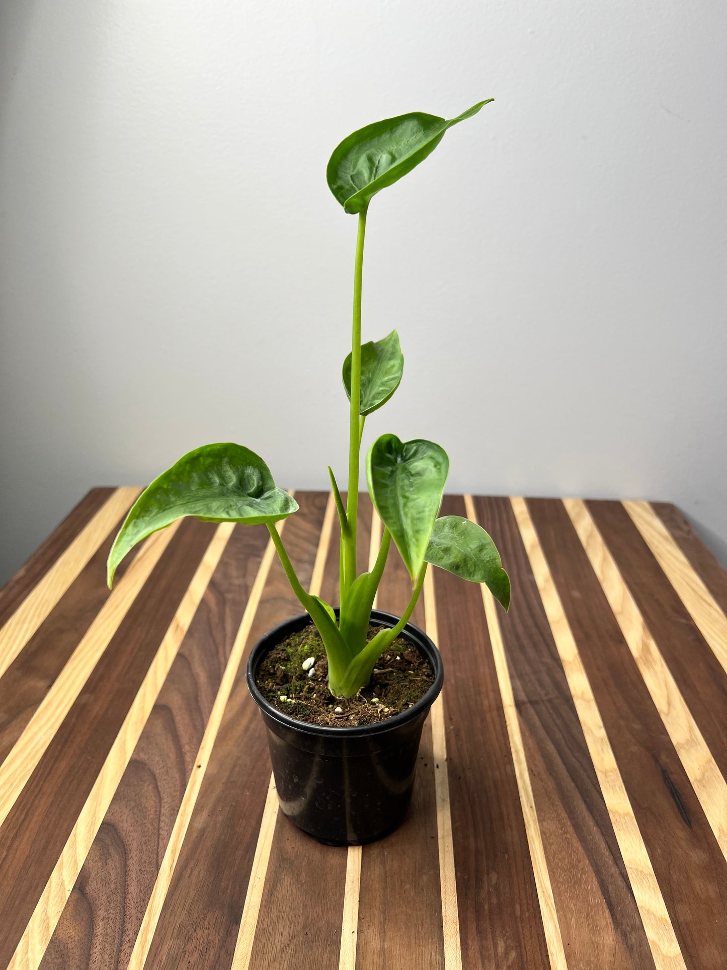 Alocasia Tiny Dancer