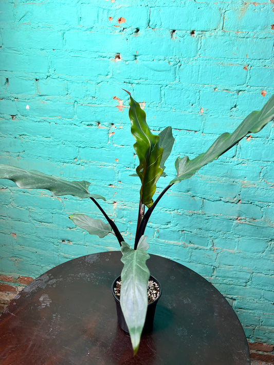 Alocasia Lauterbachiana Mint 4” (Sword Tree)