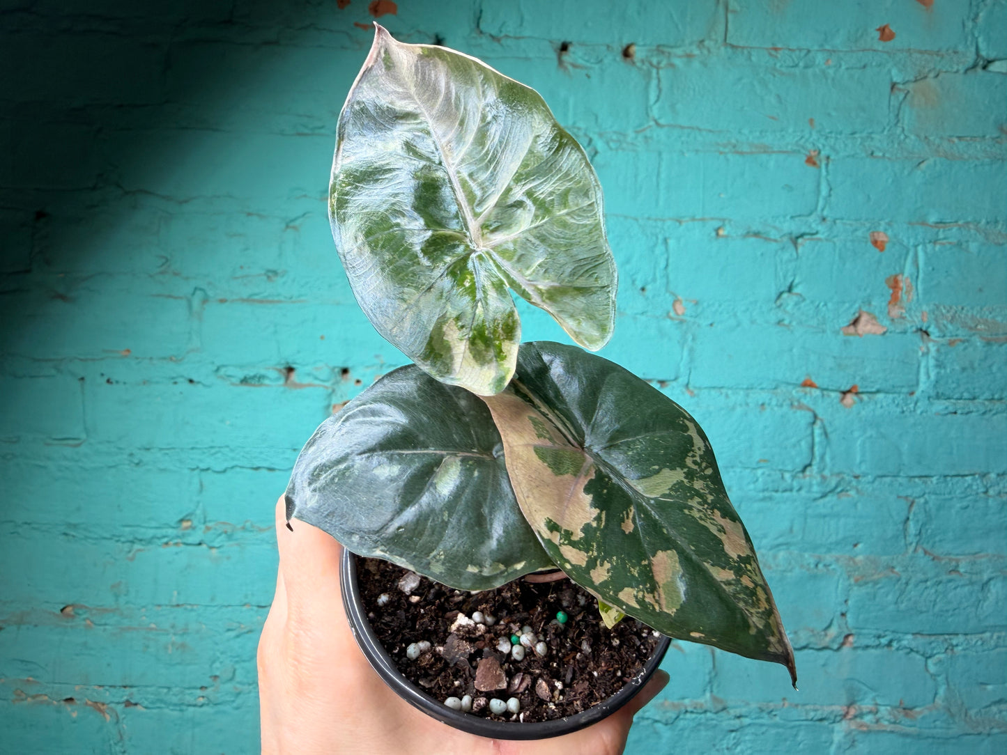 Alocaisa Yucatán Princess Variegated Pink 4”