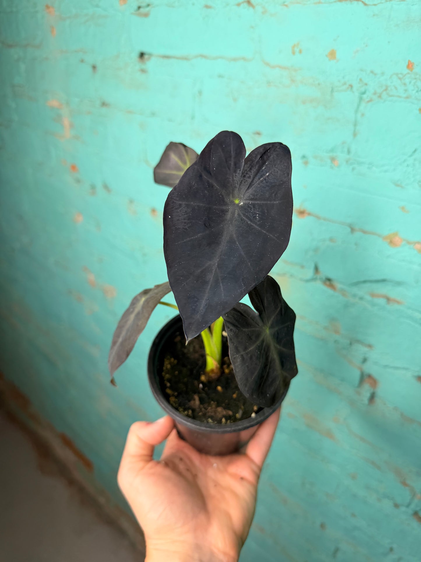 Colocasia Black Beauty 4”