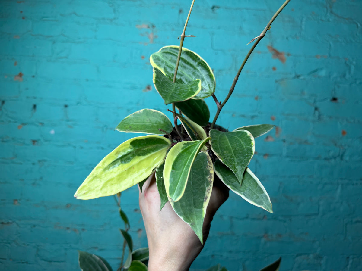 Hoya Macrophylla Variegata 4”